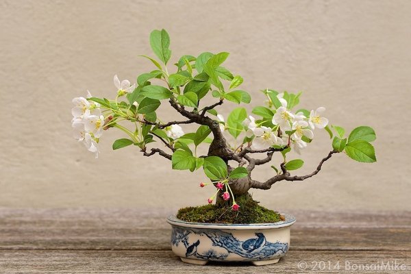 bonsai shohin apfel.jpg