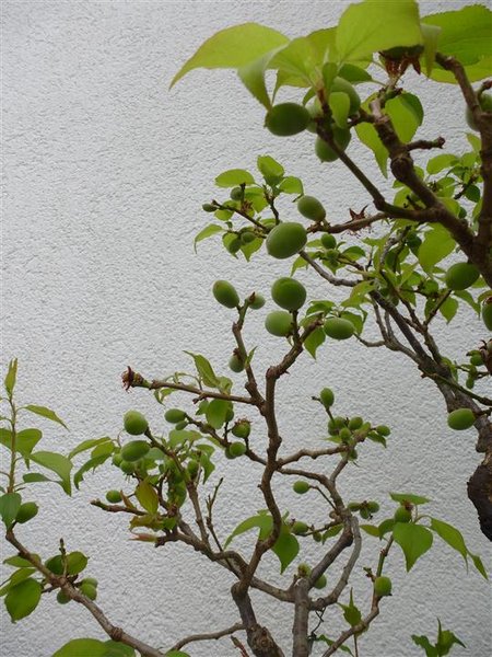 Aprikosen (1) (Individuell).JPG