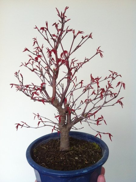 Hier mal ein Bild vom gesamten Baum!