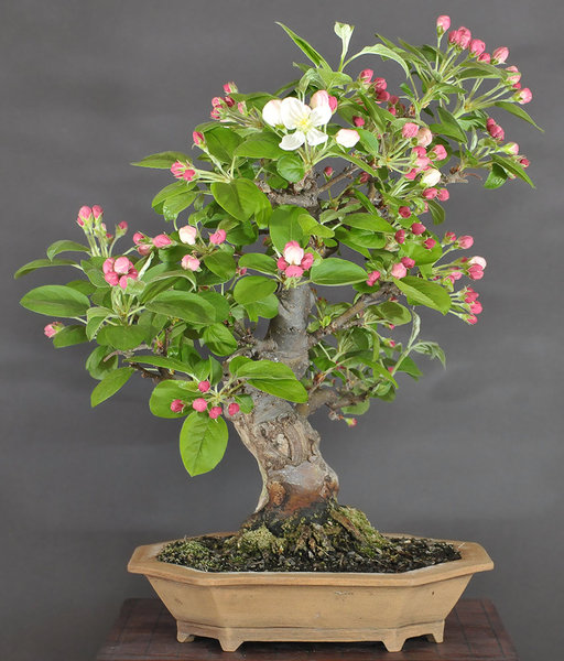 malus_schmieda_0414_1.jpg