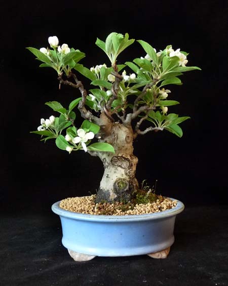 Apfel3-2014.jpg
