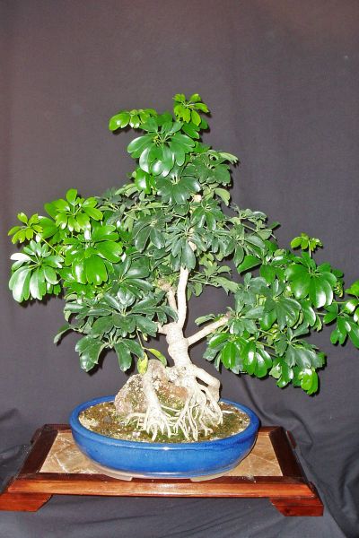 Schefflera