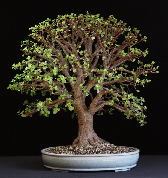 Portulacaria afra I.JPG
