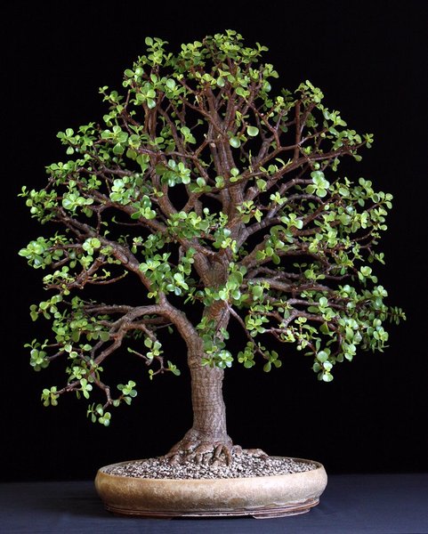 Portulacaria afra II.JPG
