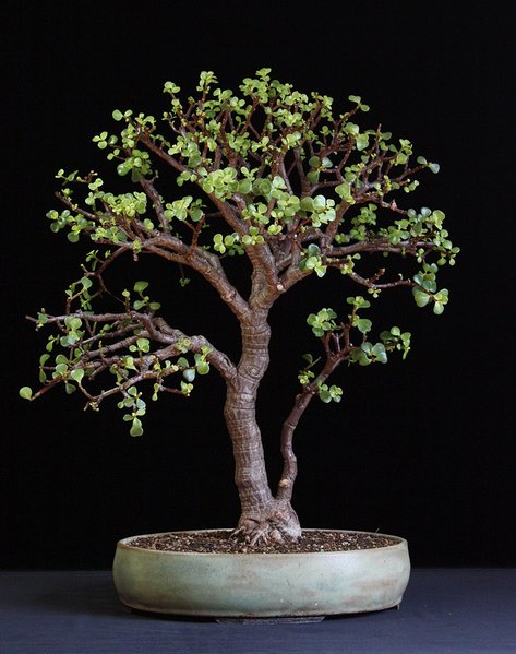 Portulacaria afra III.JPG