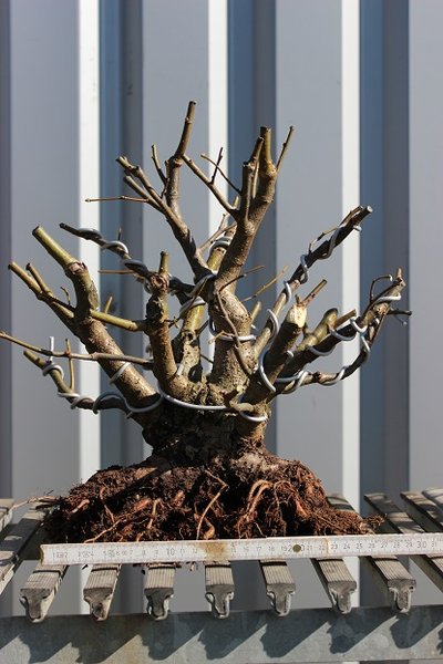 Bei dem Baum werden in Zukunft noch einige Äste und Stämme fallen, aber es soll dennoch eine Art Mehrfachstamm-Schildkrötenpanzerform werden, eben wie manchmal alte Linden aussehen