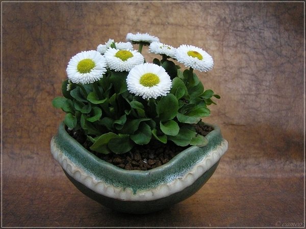 Bellis