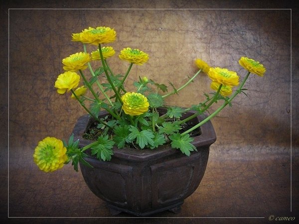 Ranunculus 'Miss Austria'