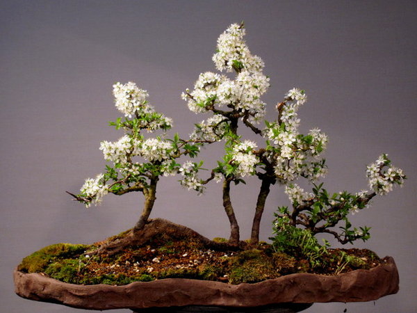 Prunus spinosa
