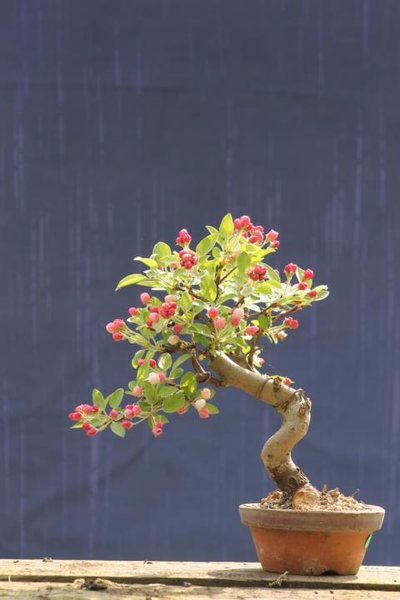 Apfel