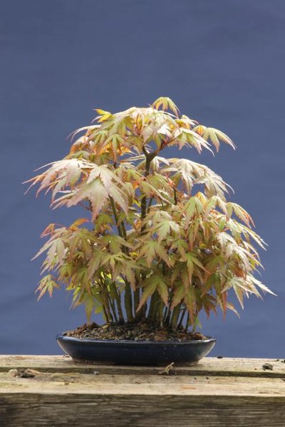 Palmatum