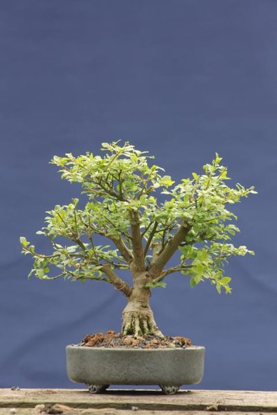 jap. Pfaffenhütchen