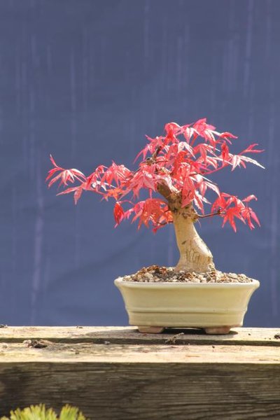 Palmatum "Deshojo"