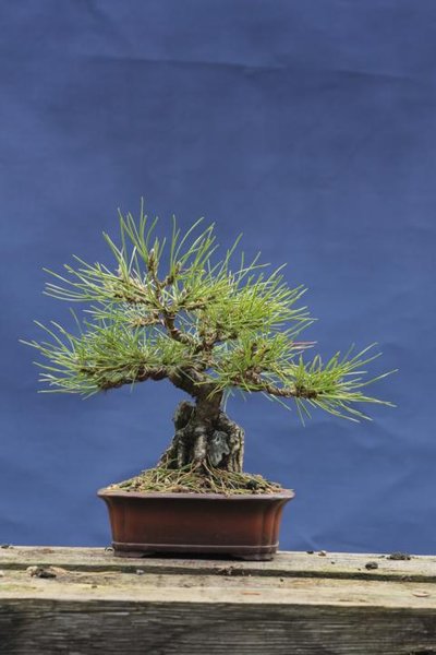 jap. Schwarzkiefer