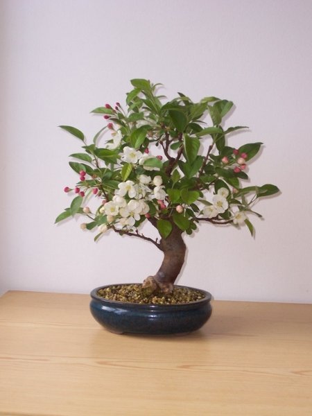 Apfel Vorderseite.jpg