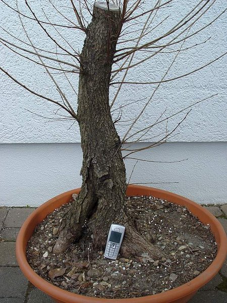 2010-03-25.JPG