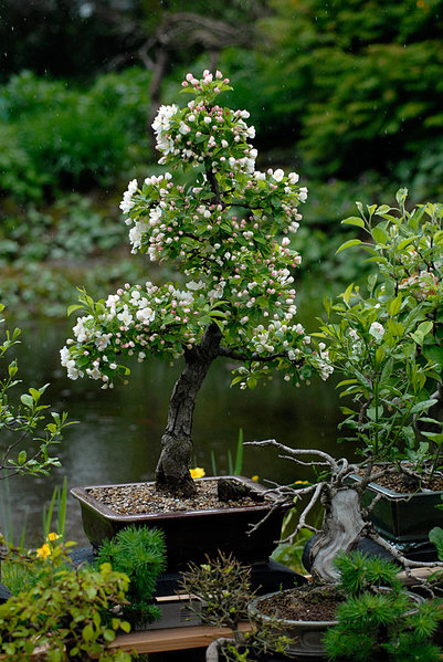 Malus.jpg