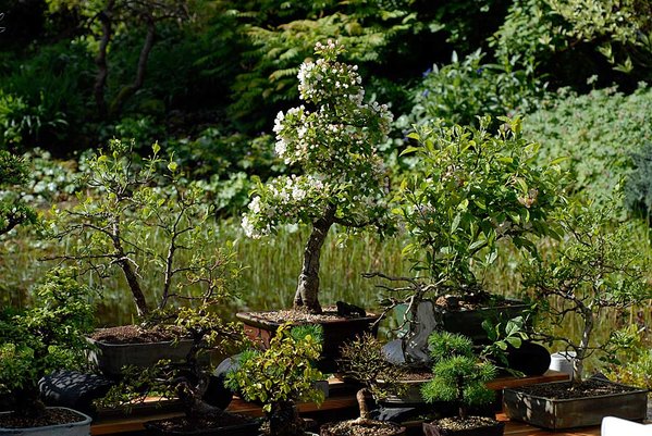 Bonsai.jpg