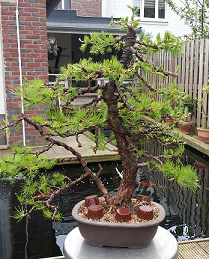 larix422.png
