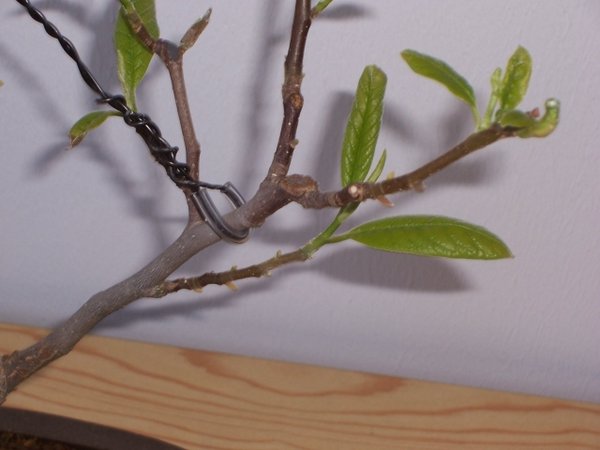 Magnolienblätter.jpg