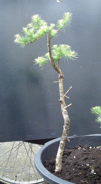 larix kaempferi1101  10-7-2010.JPG