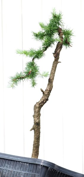 Larix kaemferi1102 16-6-2012a.jpg