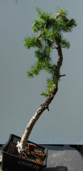 Larix kaempferi 20-4-2014a.jpg
