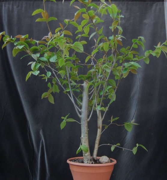 B001-April14-Coto.jpg