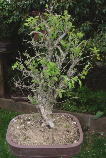 mächtige Lonicera