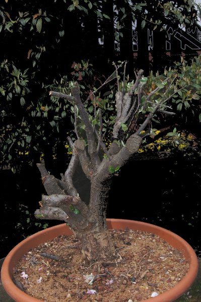xxx-Nuss oder Prunus ?