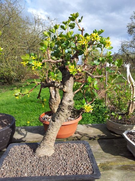 Ribes aureum