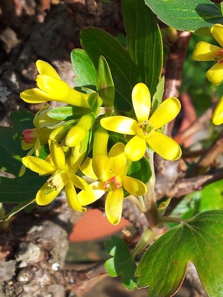 die Blüten duften auch sehr angenehm