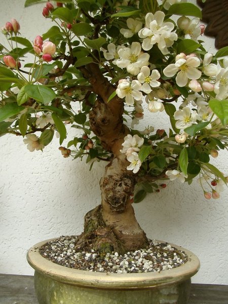Apfel_b.jpg
