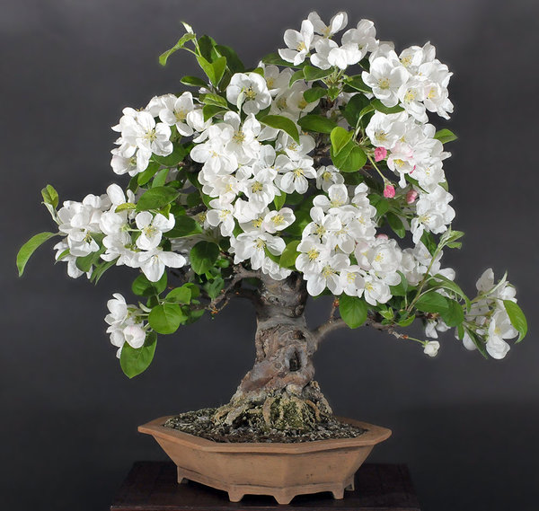 malus_schmieda_0414_3.jpg