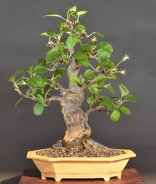 malus_schmieda_0414_4.jpg