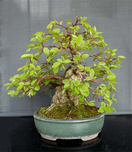coreanische Hainbuche-2014.jpg