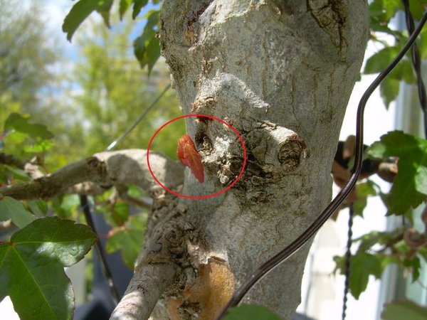Der Winzling, Position am Baum siehe Bild vom 12.04.2014