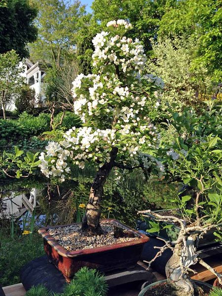 Apfelbaum.jpg