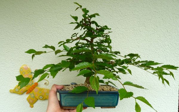 P1130613.jpg