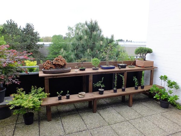 Mein Bonsai Regal