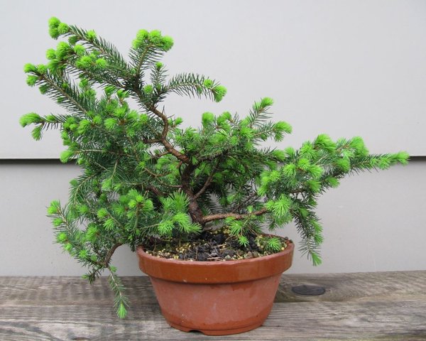 picea_04_2014.jpg