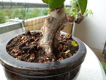 apfel 008a.jpg