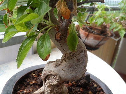 apfel 006.JPG