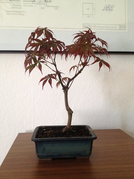 acer