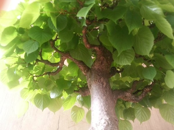 20140501_172829.jpg