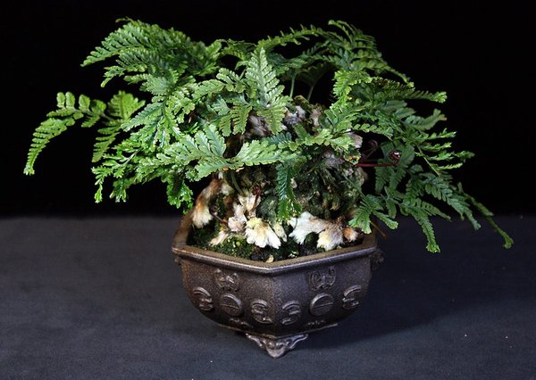 Davallia tyermanii 'Sekka',  Ballfarn.JPG