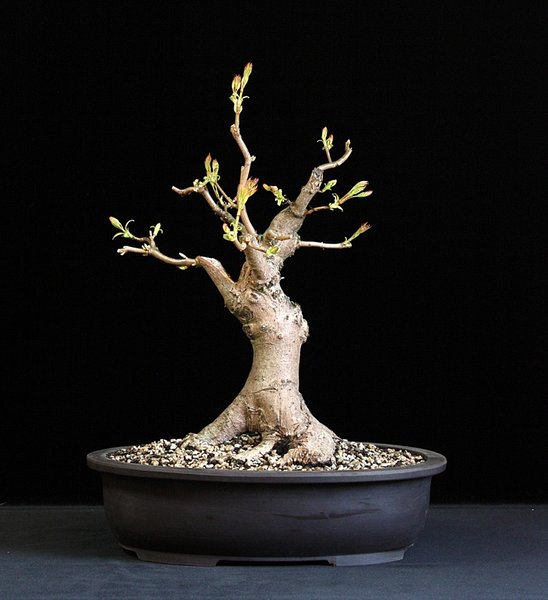 Acer platanoides, Spitzahorn.JPG