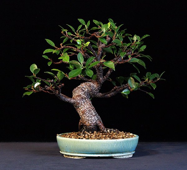 Ficus microcarpa, Chinesische Feige.JPG