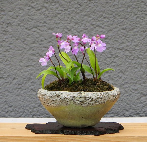 Amitostigma_keikei_2014.jpg