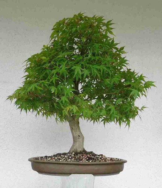 Katsura 0414 (2).JPG
